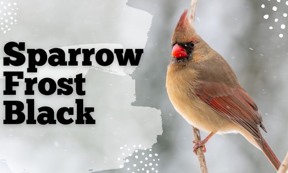 The Legend Of The Sparrow Frost Black